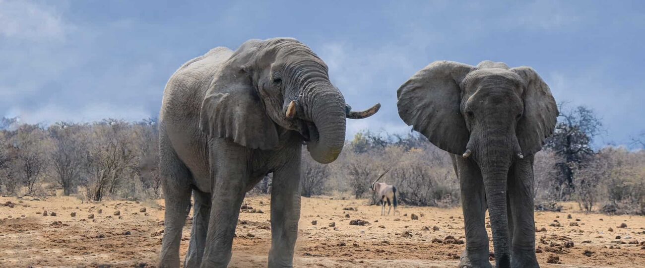 The Lion, Art of Wildlife Photography