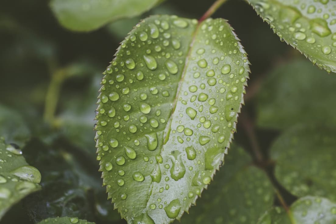 Sanchia: liderando la revolución verde en la industria del mobiliario